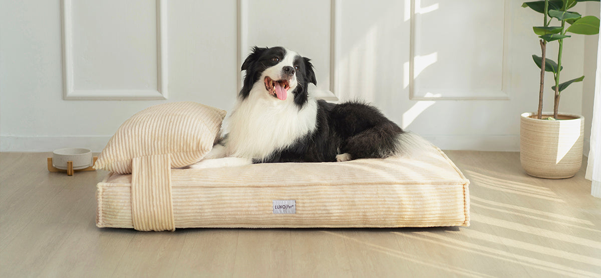 Pet Furniture Sale