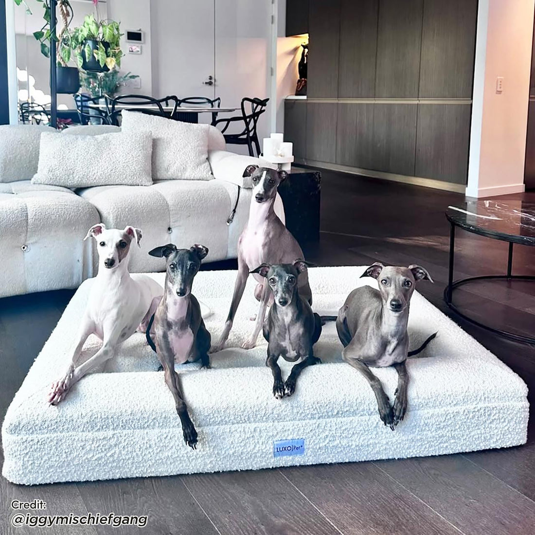 Tyro Luxe Large Orthopedic Pet Bed – Light Beige, featuring a spacious, orthopedic memory foam base with boucle fabric, ideal for large dogs, shown with multiple dogs relaxing comfortably on it.