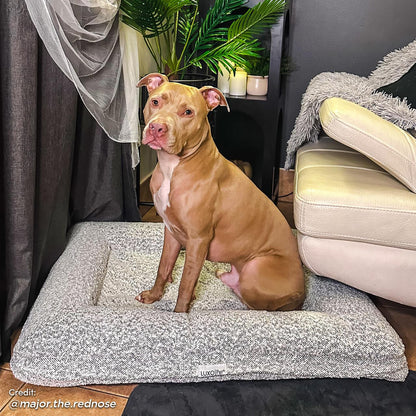 Tyro Luxe Medium Orthopedic Pet Bed – Black & White, featuring a medium-sized dog comfortably resting on its orthopedic memory foam base with a stylish boucle cover, ideal for joint support and modern decor.