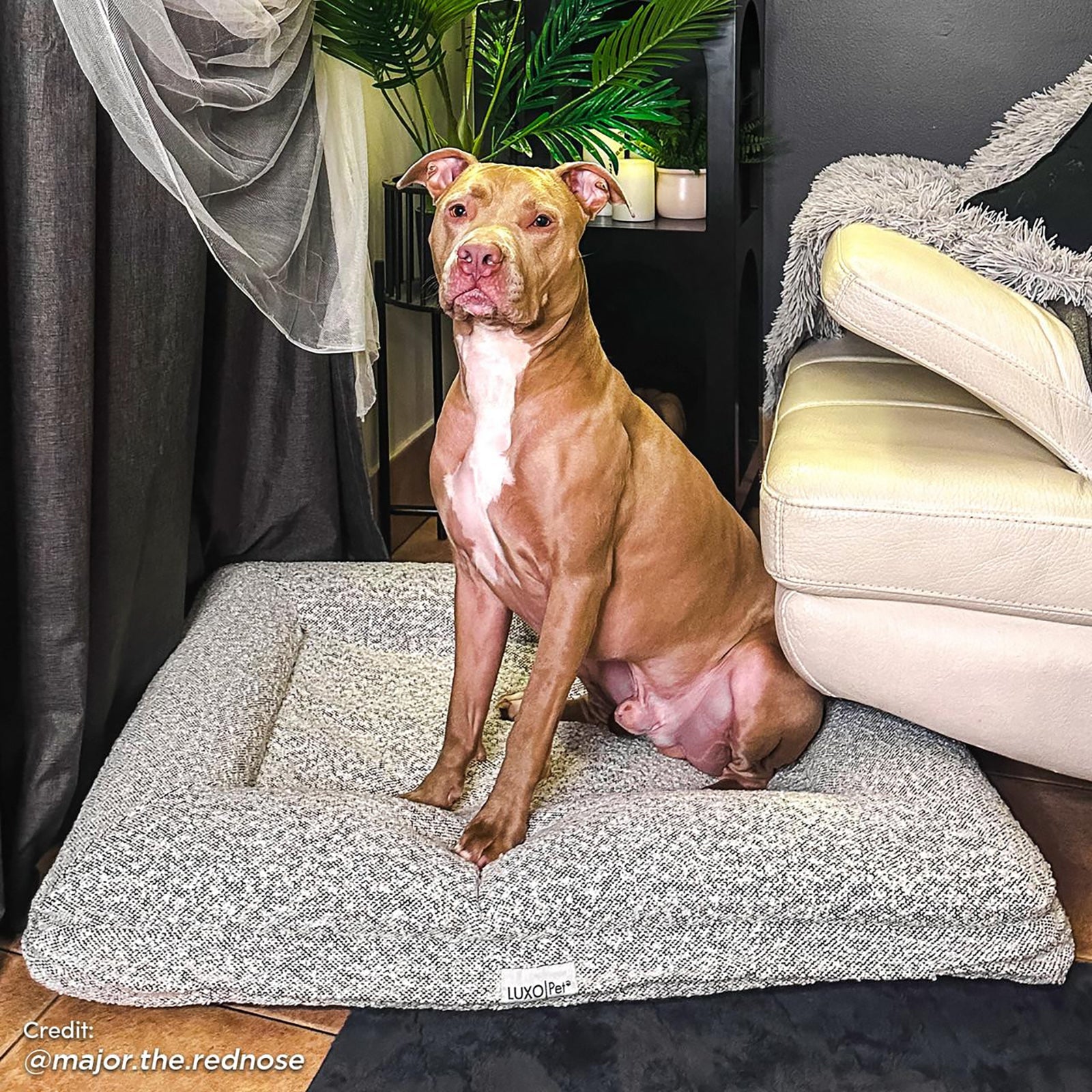 Tyro Luxe Medium Orthopedic Pet Bed – Black & White featuring a dog comfortably sitting on the bed, showcasing its cozy boucle texture and supportive design, ideal for medium-sized pets.