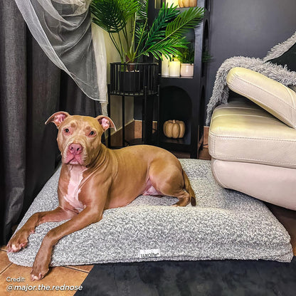 Tyro Luxe Medium Orthopedic Pet Bed – Black & White: Close-up of a medium-sized dog resting on a plush, supportive bed, showcasing its comfy memory foam and stylish boucle cover.